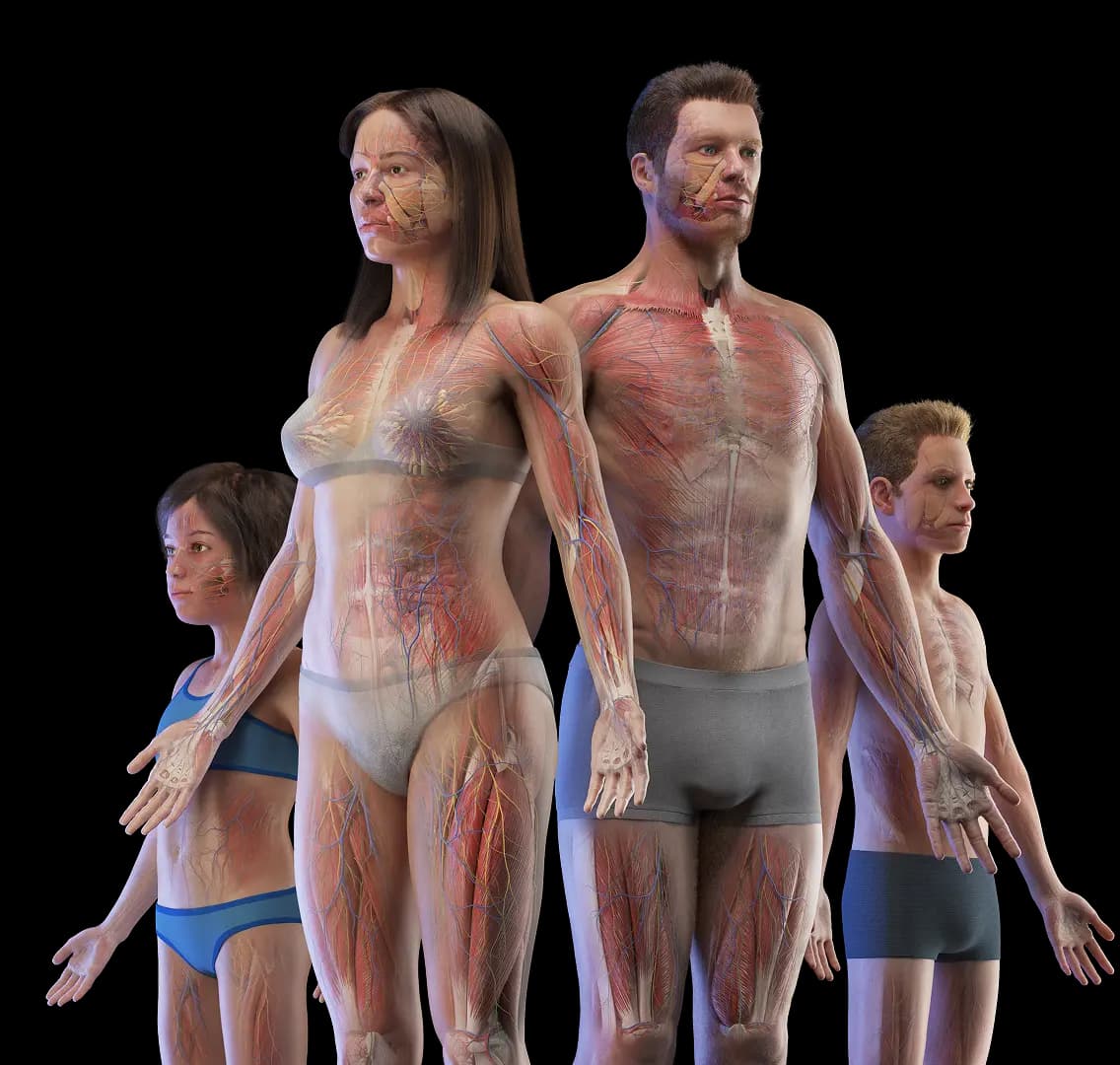 3D anatomy models