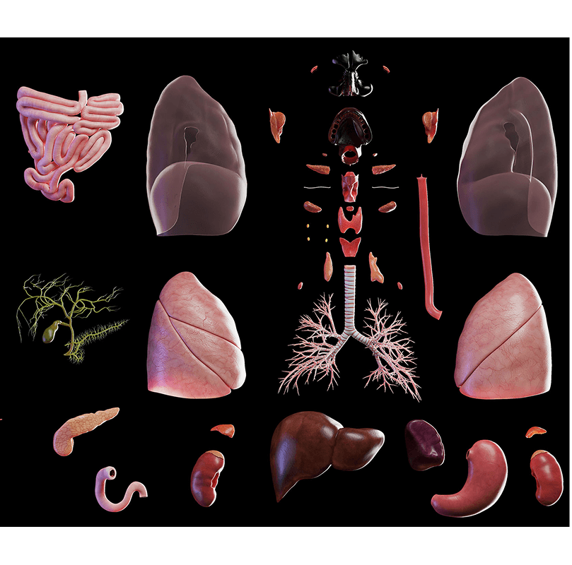 organs