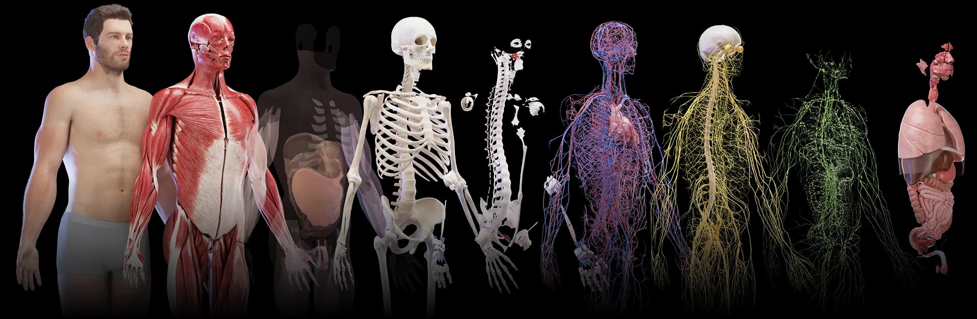 human