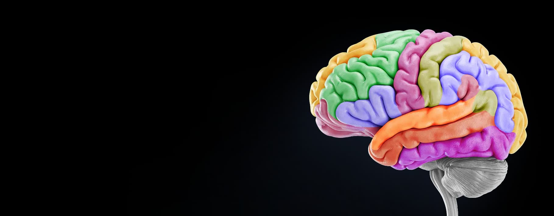 brain image