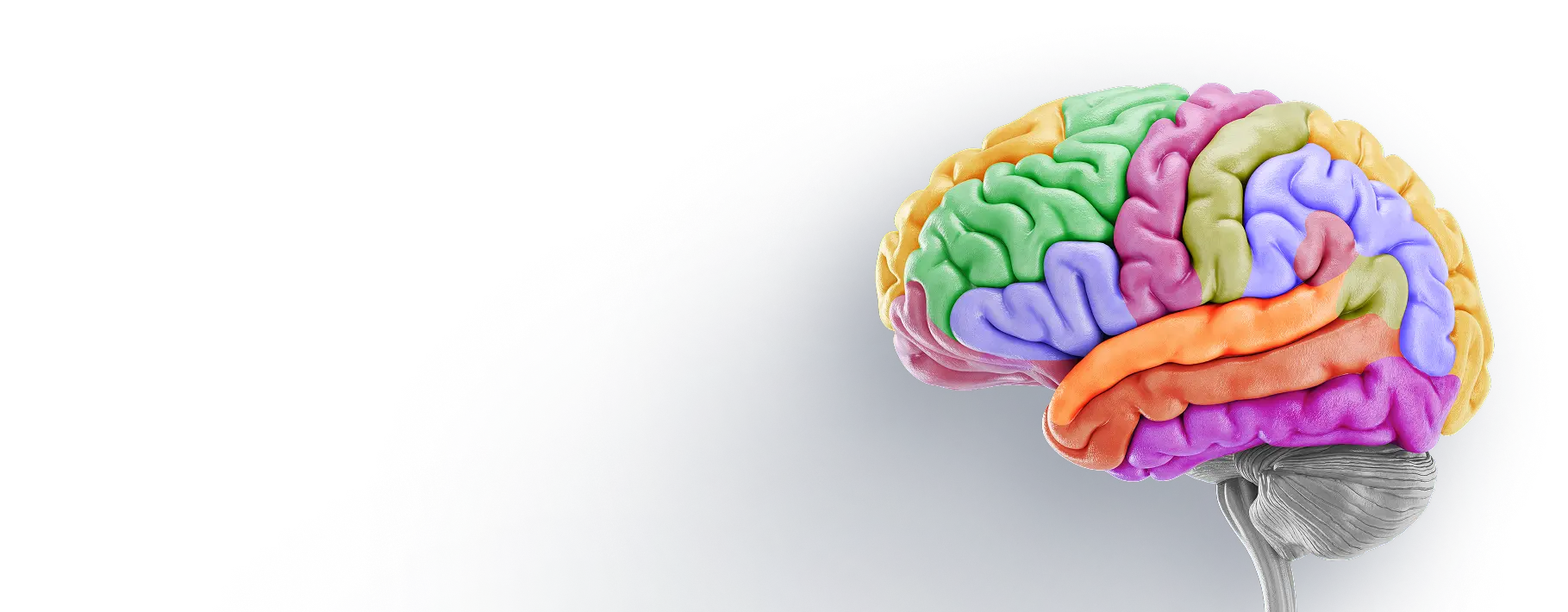 brain image