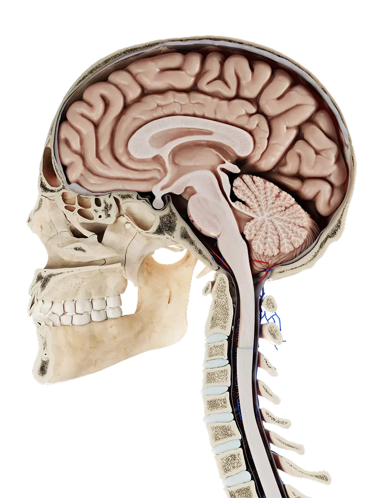 head image 1